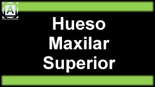 Hueso Maxilar Superior [upl. by Rider719]