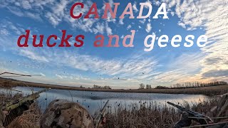 Combo Duck and Goose Hunts in Canada [upl. by Dorie]