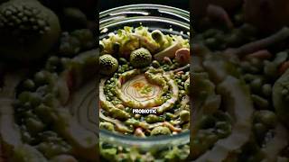 Lets see what bacteria are growing inside this Sauerkraut fermentedfoods healthyrecipesshorts [upl. by Ogren]