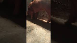 Duroc brand duroc pigpiglets trendingshort shortvideo youtbeshorts Rolinsvlog1864 [upl. by Pellet]