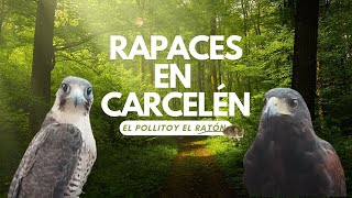 🦅 Aves Rapaces en Carcelén el Arte de la Cetrería 🦅 [upl. by Ettelra714]