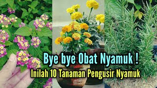 Bye Bye Obat Nyamuk  Inilah 10 Tanaman Hias Pengusir Nyamuk Secara Alami [upl. by Acinot186]