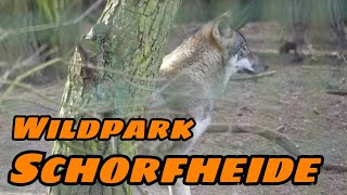 Der WILDPARK SCHORFHEIDE [upl. by Sirapal899]