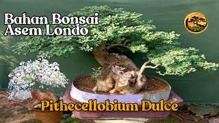 Bahan Bonsai Asam Londo Varigata  Pithecellobium Dulce bonsai plants [upl. by Ayikat76]