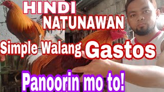 HINDI NATUNAWAN NA MANOK [upl. by Oivaf]