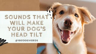 Sounds that will make your dogs head tilt [upl. by Nwahsirhc]