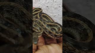 Buff stripped keelback Non venomous snake snake babu madurai trending vlogs reels indian [upl. by Leela]