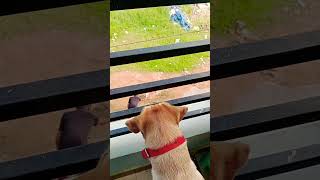 doglover labrador cute telugu humanity dog jaanu bestsong viral helping trending shorts [upl. by Anaul]