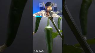 158 Days in 50 second  Peter Pepper Time Lapse shorts [upl. by Ezitram]