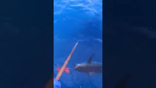 YELLOWFIN on the GREENSTICK fishing fish shorts tuna [upl. by Franzen]