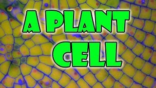 Plant Cell  Parts of a Plant Cells [upl. by Firahs]