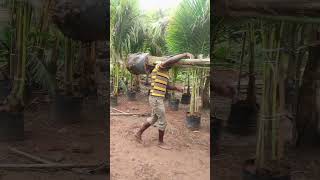 Crossing Coconut Plants  Big Size Coconut Plants  Ashok Chakra Nursery  Kadiyam Abbai [upl. by Aniram23]