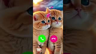 cat call you video shortsvideo [upl. by Lette1]