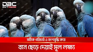 ব্রাজিলের চিড়িয়াখানায় অবমুক্ত করা হয়েছে বিলুপ্তপ্রায় নীল ম্যাকাও  DBC NEWS [upl. by Elata499]