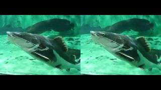 FUJIFILM FinePix REAL 3D W1  水族館 yt3d [upl. by Danais311]