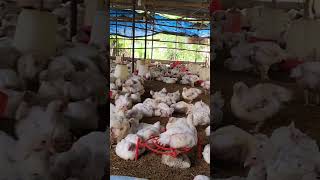 chicken  poultry farm 🐥🐤🐔🐣🍗🐓 shorts [upl. by Anaihs738]