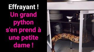 Un python sattaque à une dame dans sa cuisine [upl. by Schnapp484]