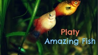 Platy Amazing Fish [upl. by Daryle]