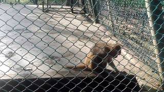 Bangladesh National Zoo  ঢাকা চিড়িয়াখানা বানর এর কাণ্ড ২০১৯  Dhaka Chiriya khana  Monkeys fun [upl. by Aurlie]