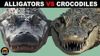 What Is the Difference Between Alligators and Crocodiles [upl. by Emirej]