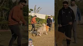 Fight between white Tiger 🐅 and Red Tiger tigerfight fightingtiger animals lion trendingshorts [upl. by Hook]