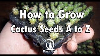 How to Grow Cactus from Seed A to Z [upl. by Valentina324]