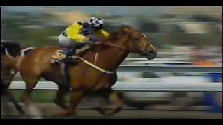 Saintly wins x7 19951997 [upl. by Merta]