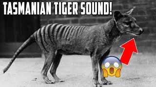 Tasmanian Tiger Sound Recorded For The First Time Ever [upl. by Roybn]