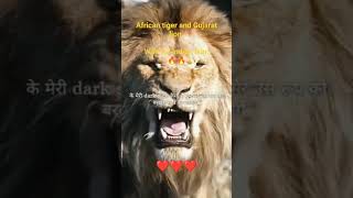 African lion better than tigerlion roar viral shorts 😎😎😎🔥 [upl. by Hazeefah]