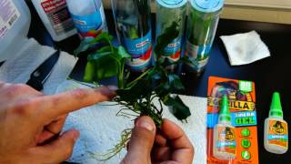 Super gluing aquarium plants Part 1 Prepping [upl. by Madid]