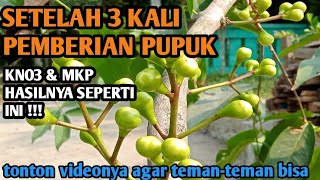 CARA MEMBUAHKAN JAMBU AIR DI DALAM POT AGAR CEPAT BERBUAH CvJagatUtama1PetaniMilenial [upl. by Rahcir134]