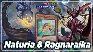 Naturia Ragnaraika is ACTUALLY GOOD  Master Duel Rank Match Replay  Yugioh 遊戯王 2024 [upl. by Dahlstrom]