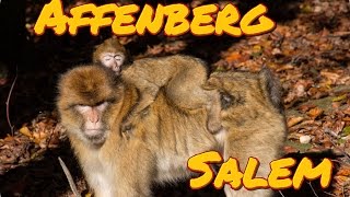 Affenberg Salem [upl. by Angle]