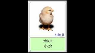 Mandarin Chinese Flashcards  Animals  Birds I 普通话闪卡 鸟类 [upl. by Kiel]