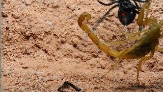 Black Widow Entangles Scorpion Warning May be disturbing to some viewers [upl. by Mllly]