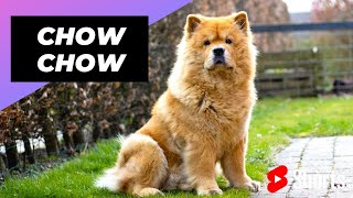 Chow Chow 🐶 One Of The Most Expensive Dogs Breeds In The World shorts [upl. by Htilil]