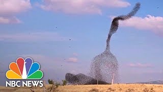 Huge Flocks Of Starlings Swoop Across Israels Winter Sky  NBC News [upl. by Ardussi]