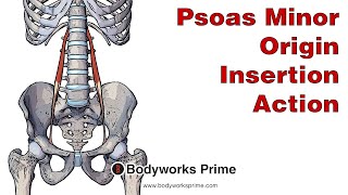 Psoas Minor Anatomy Origin Insertion and Action [upl. by Hoisch]