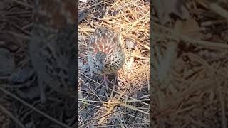 Crested Francolin [upl. by Noyar]