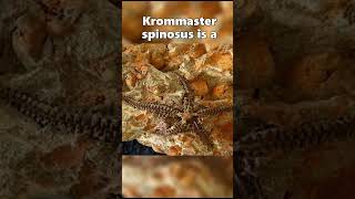 410 Million Year Old Brittle Star Fossils Found [upl. by Aramoj]