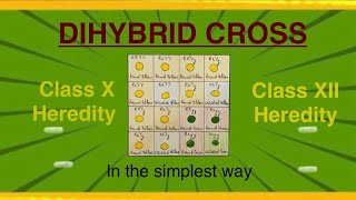 DIHYBRID CROSS ClassX Heredity ClassXII Heredity Genetics [upl. by Eolc]