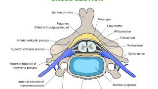 Spinal Cord and Spinal Tracts [upl. by Tergram]