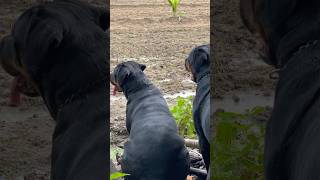 Rottweiler barking Sound 😈 shorts [upl. by Geilich42]