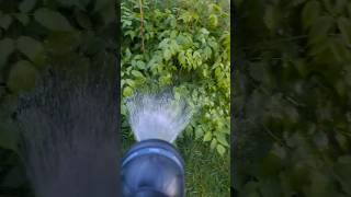 ASMR Watering Aruncus dioicus Whirlwind Plant Sounds shorts asmr video [upl. by Ennyleuqcaj]