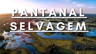 Pantanal Selvagem  Vida Animal  Documentário dublado HD [upl. by Marguerie356]