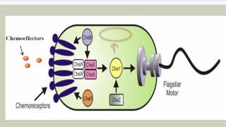 Chemotaxis Phototaxis and Aerotaxis [upl. by Lindy72]