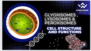 Peroxisomes  Glyoxisomes  Lysosomes  Cell structure and functions  MDCAT biology [upl. by Octave]