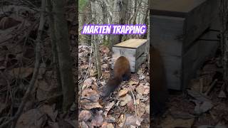 Marten Trapping With 120 Conibear and Fisher Exclusion Box [upl. by Sahcnip]