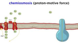 Cellular Respiration Part 3 The Electron Transport Chain and Oxidative Phosphorylation [upl. by Nilatak73]