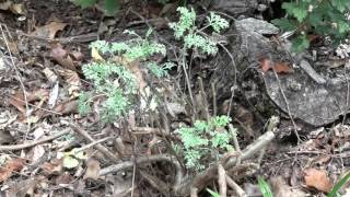 How to Prune Artemisia quotPowis Castlequot  Wormwood [upl. by Chansoo]